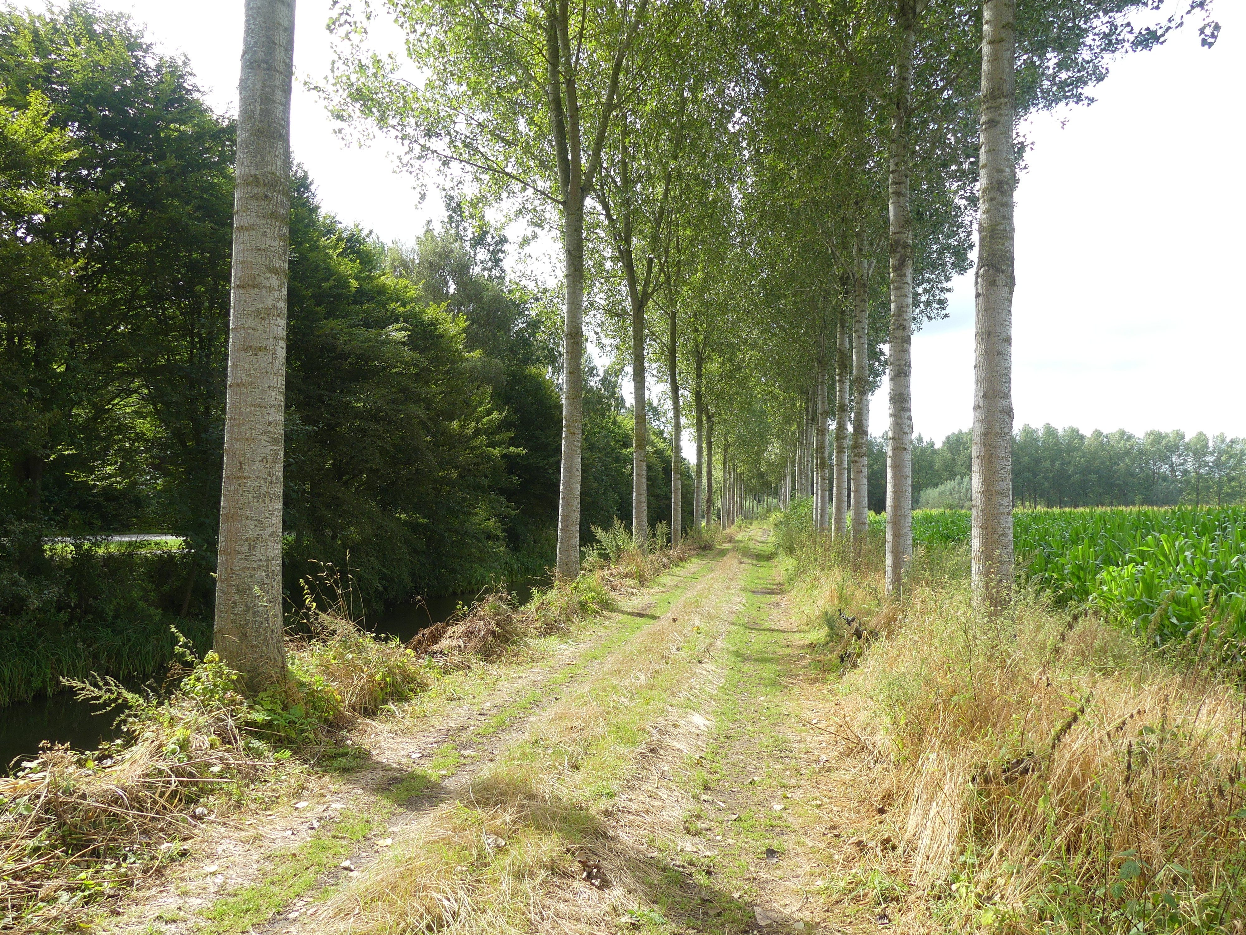 een pad met bomen langs