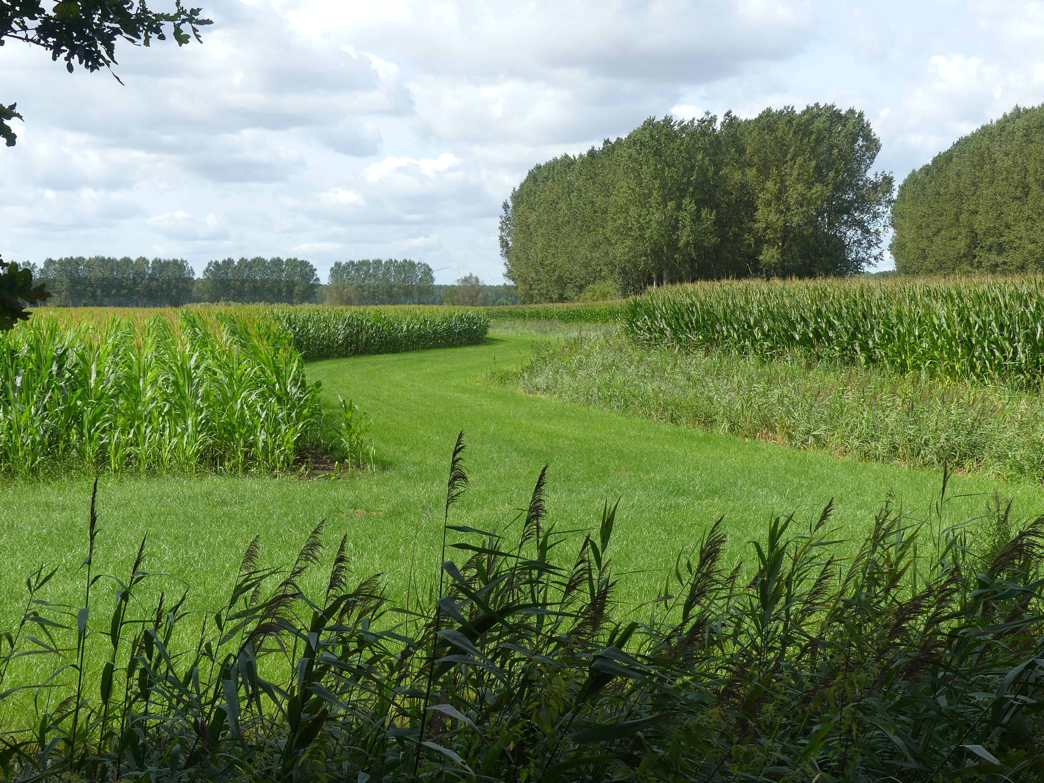 een pad door de maisvelden