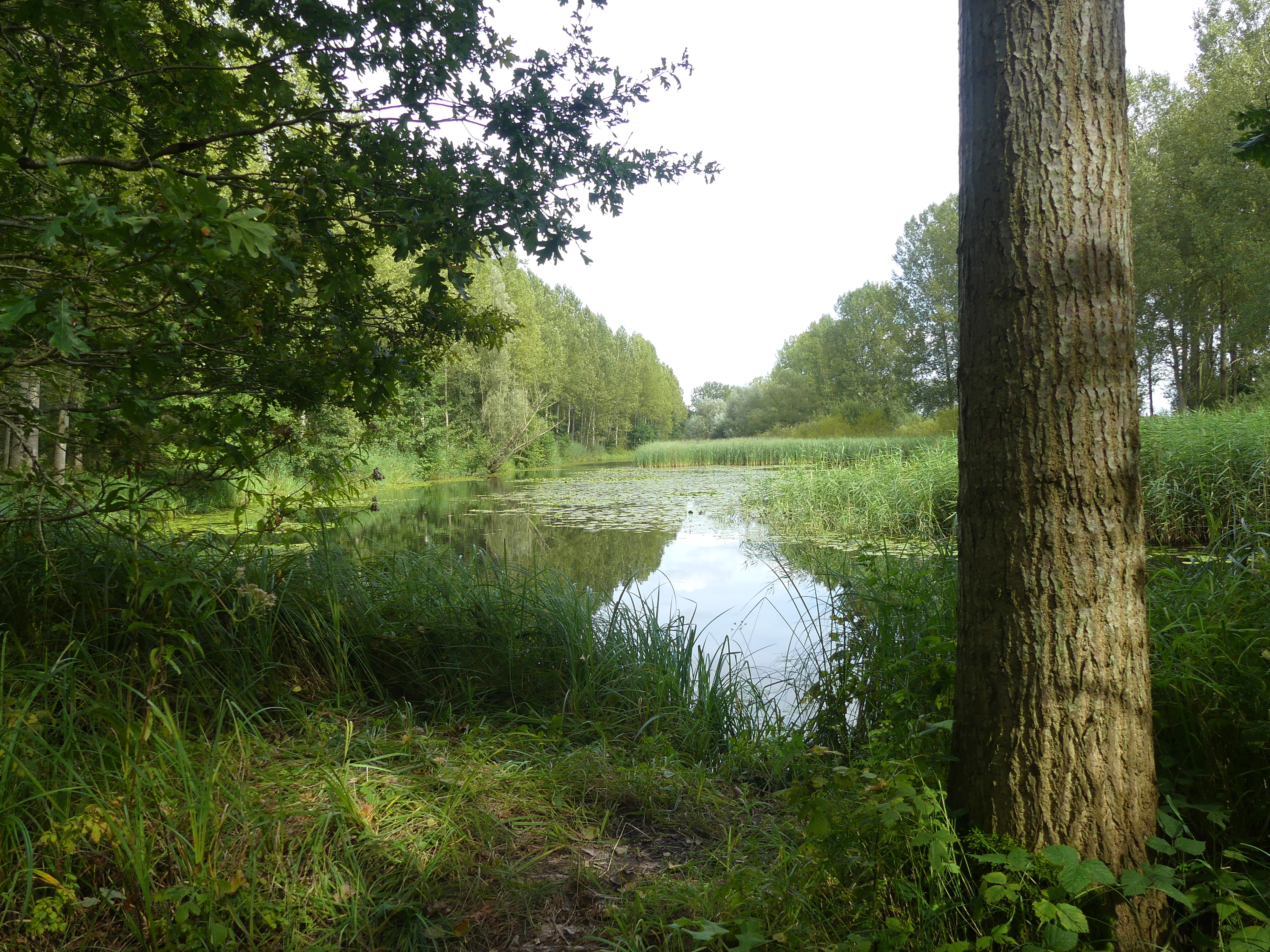 Hetzelfde water met lelies maar met een boom ervoor