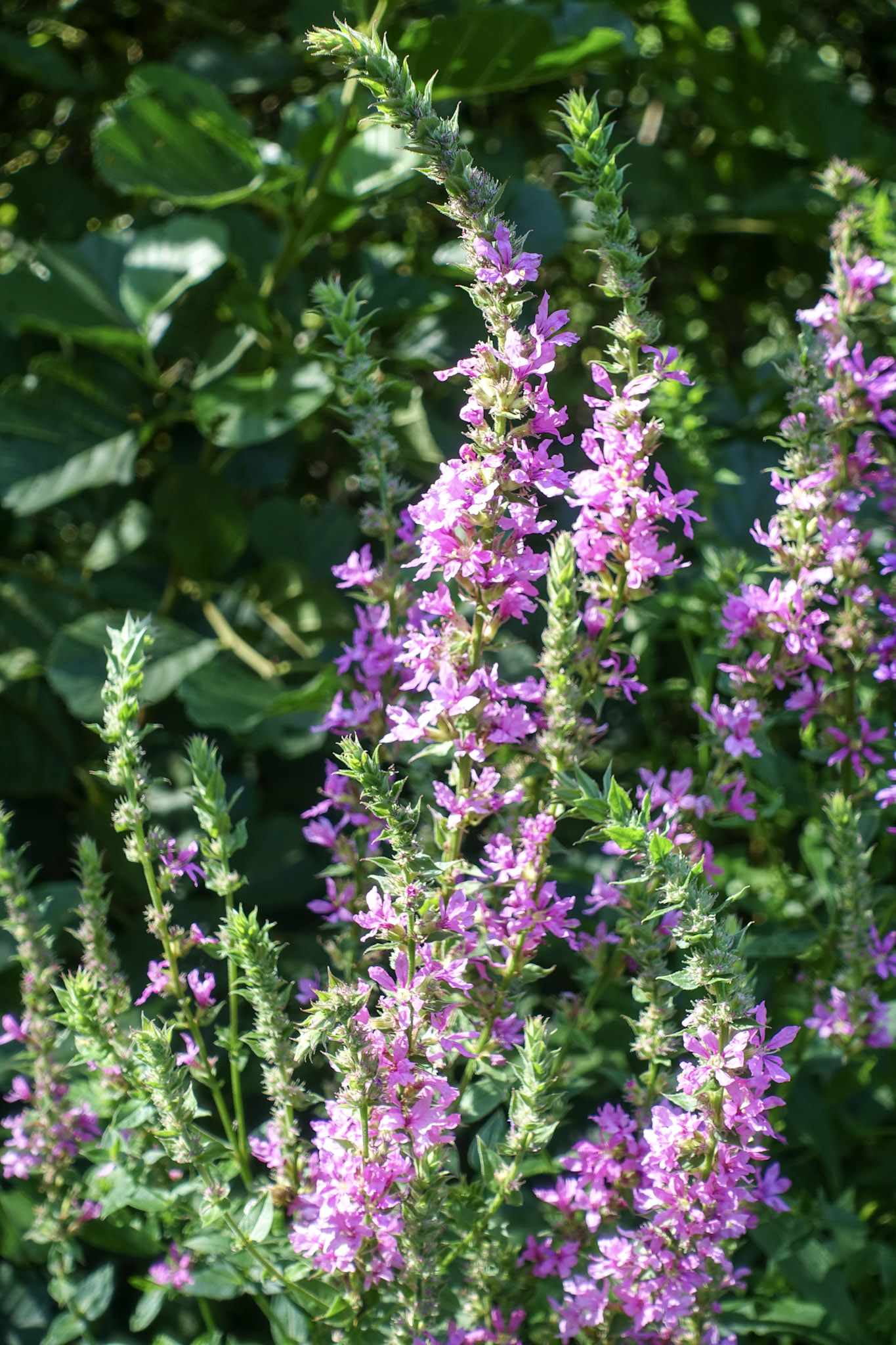Een of andere paarse bloem