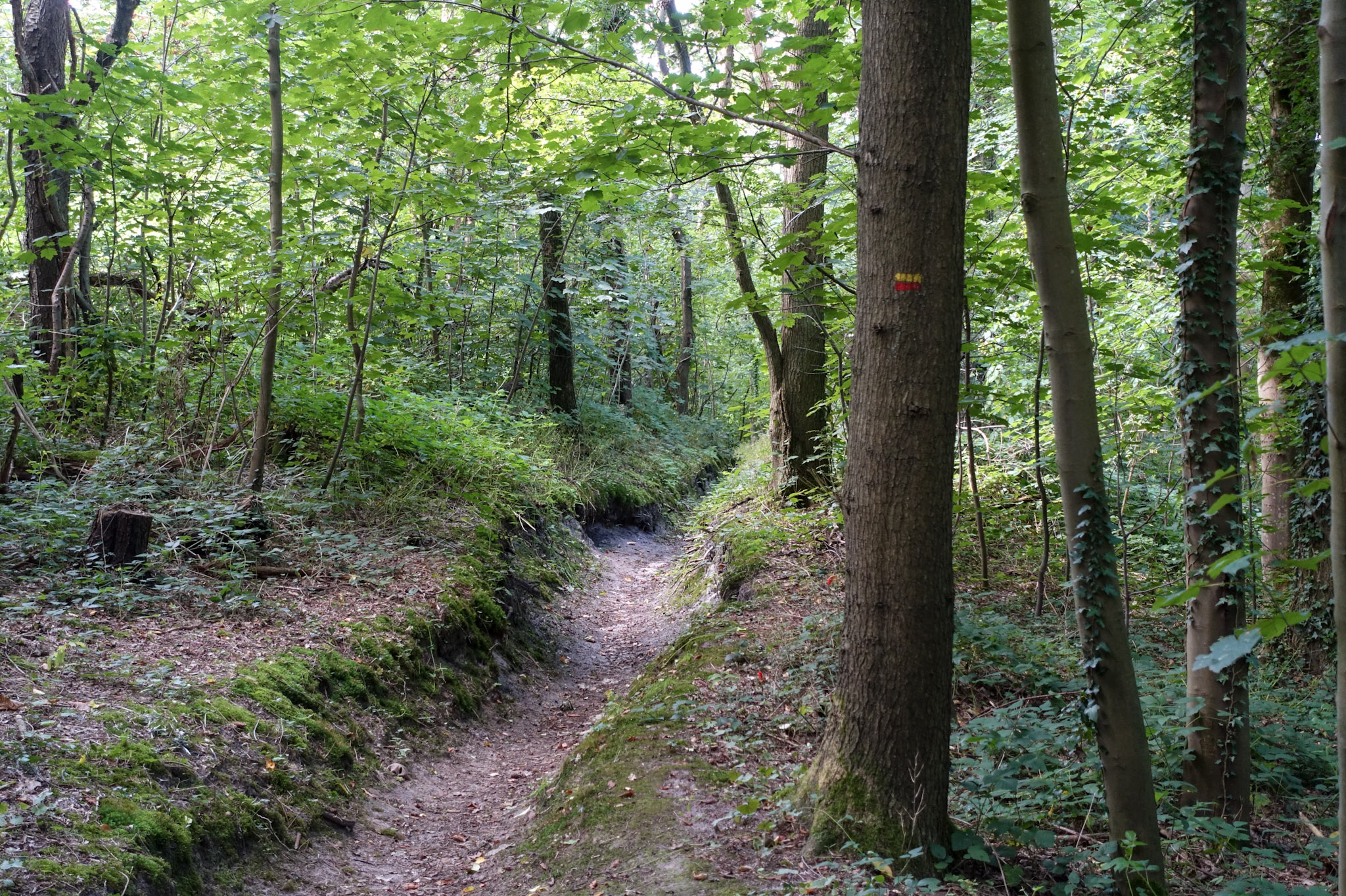 Droge bedding in een bos waar je doorheen wandelt