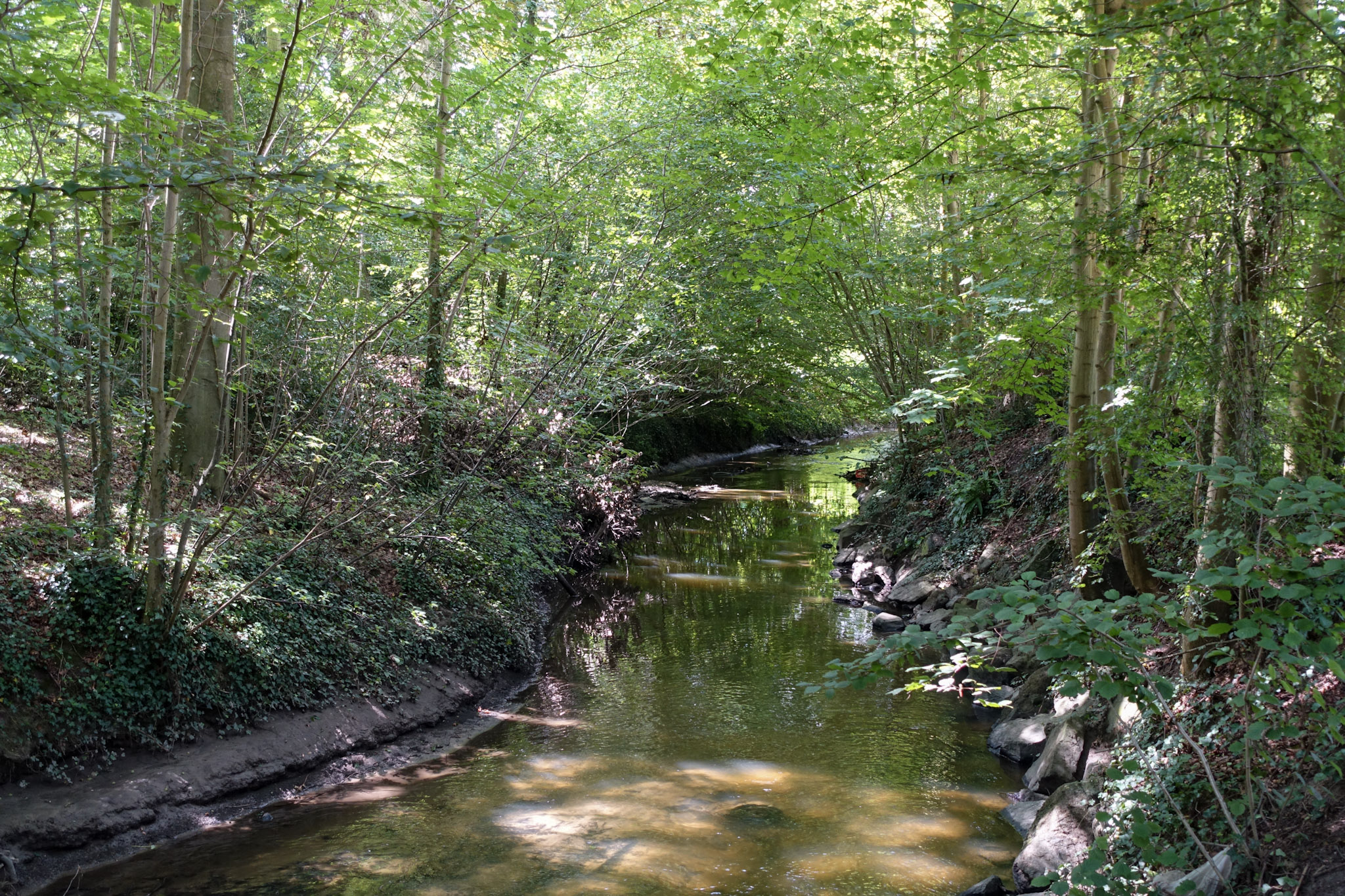 klein riviertje in een bos