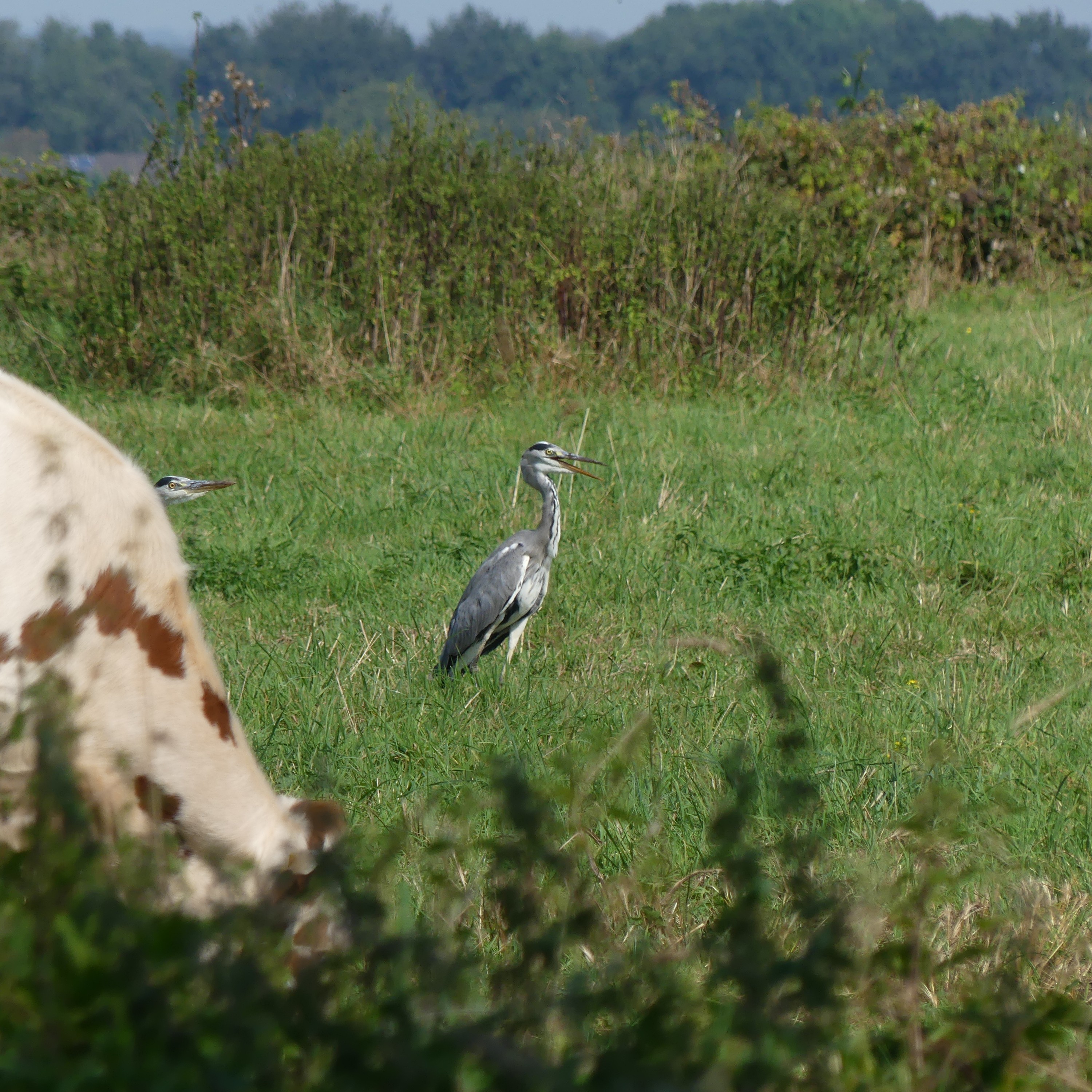 Lachende reiger in een veld achter een wazige koe