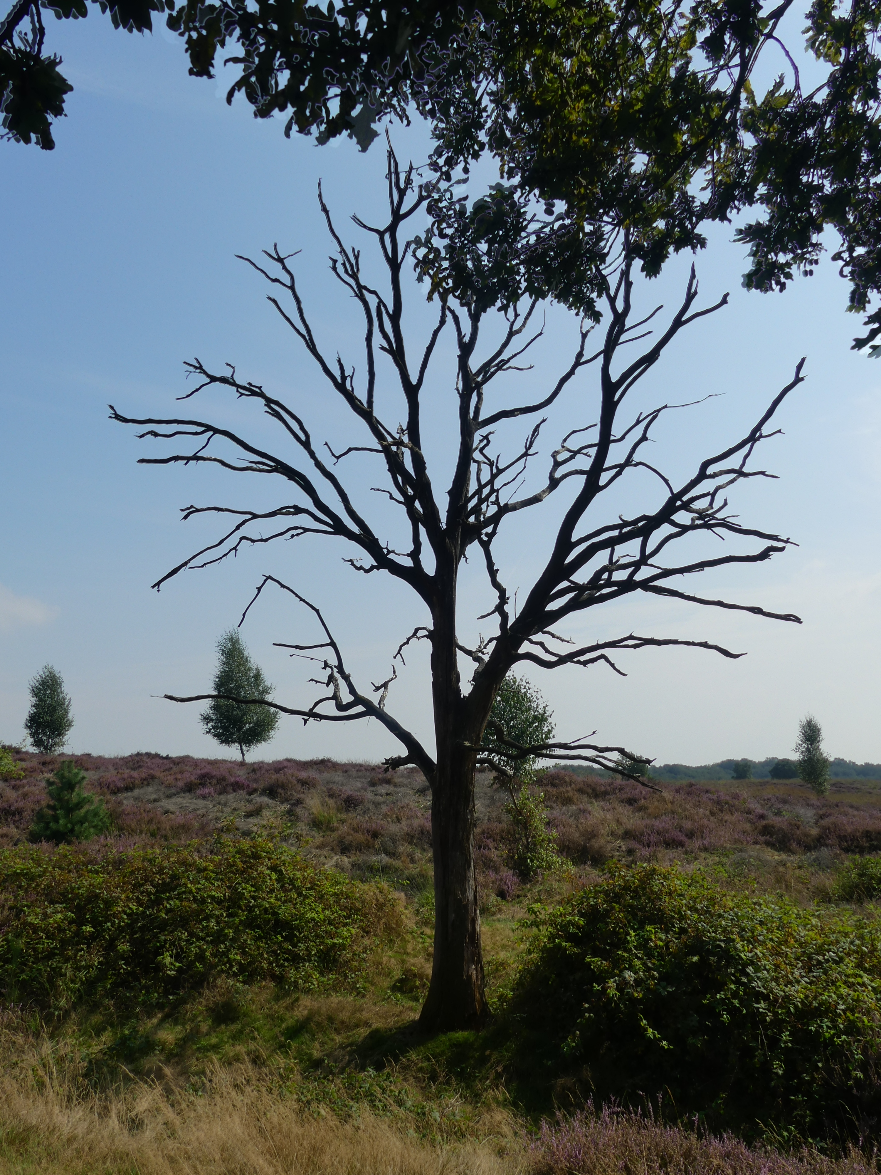 Dode boom in e heide
