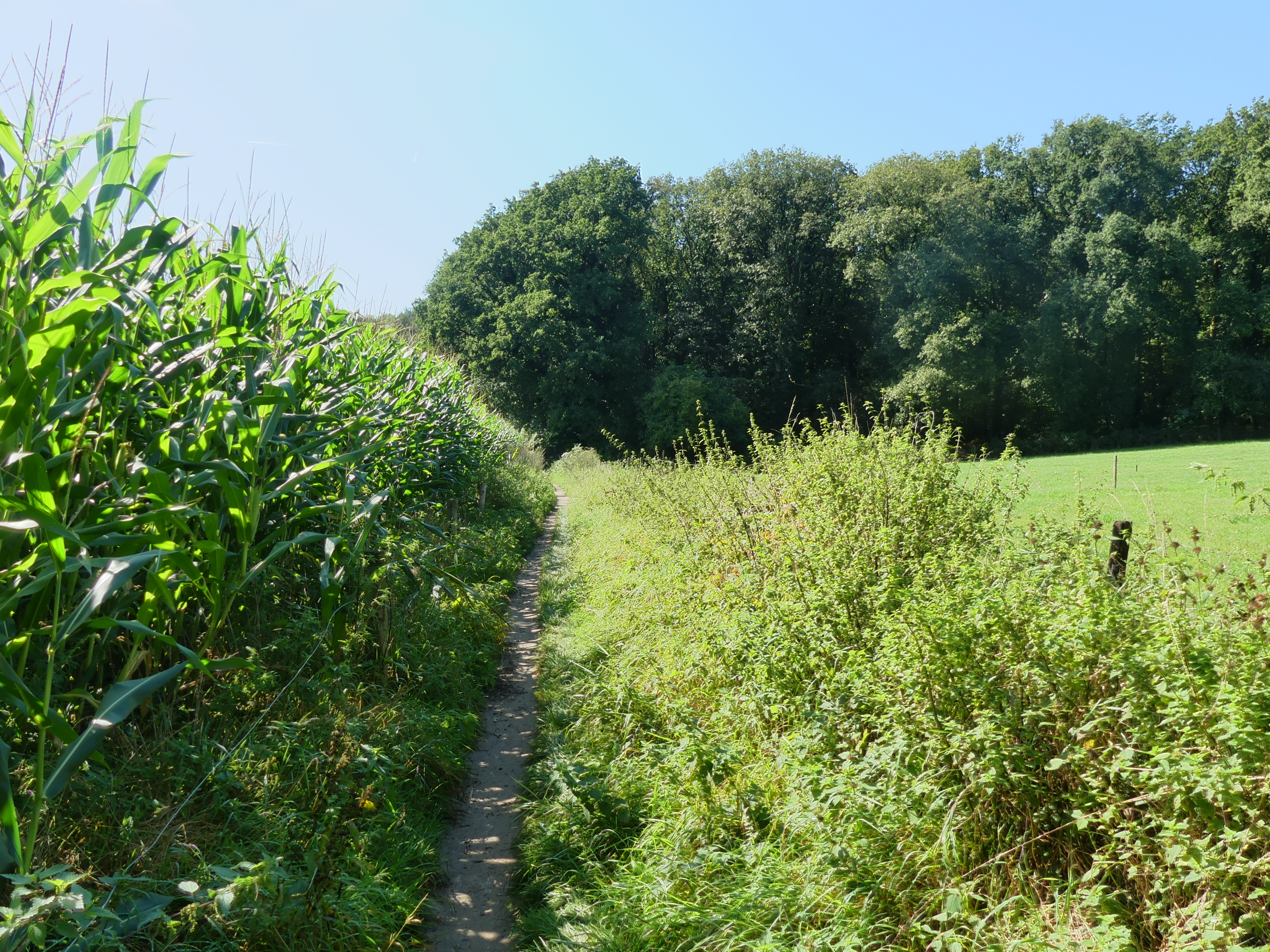Klein padje in het groen