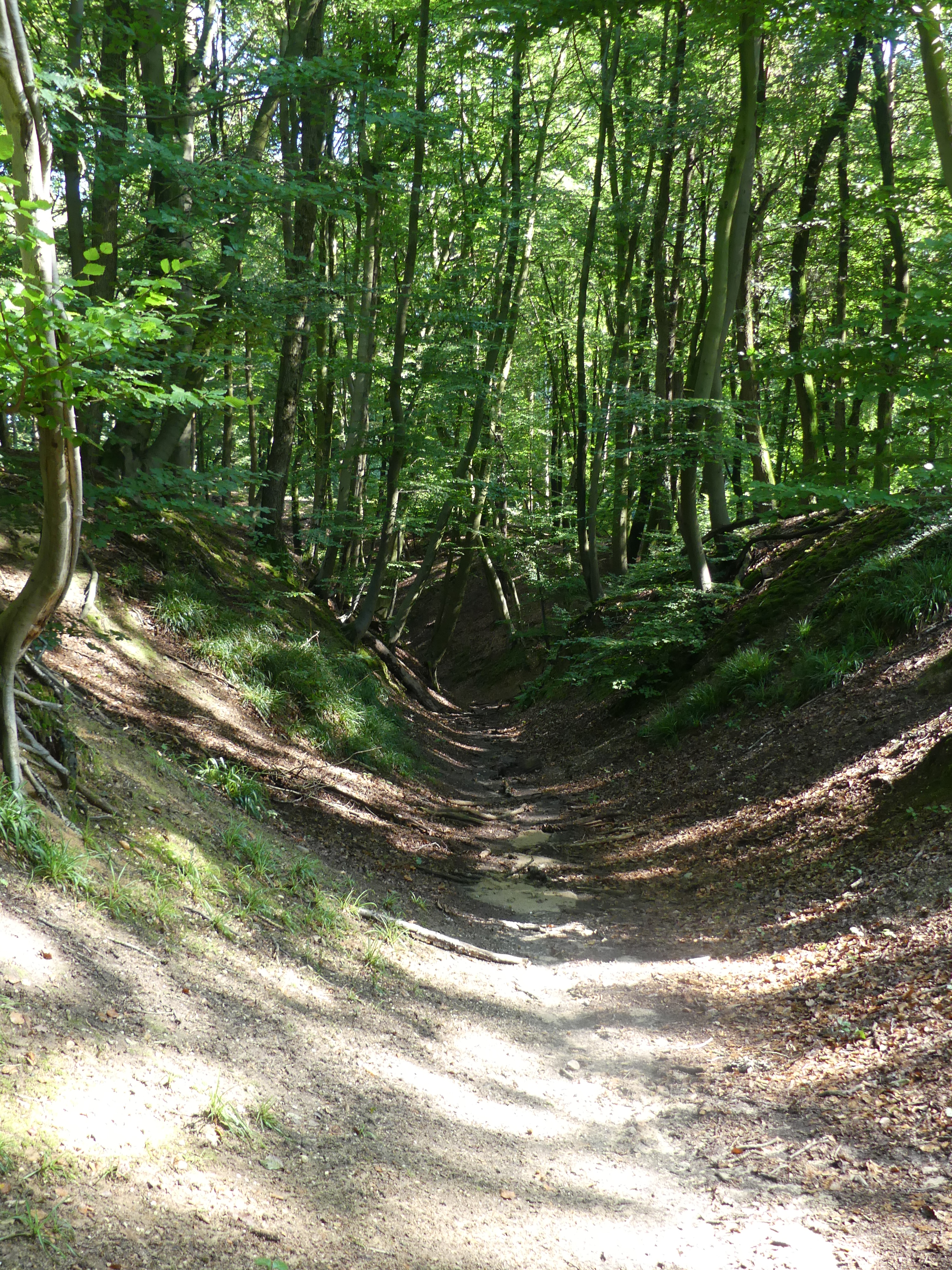 Holle weg in een bos