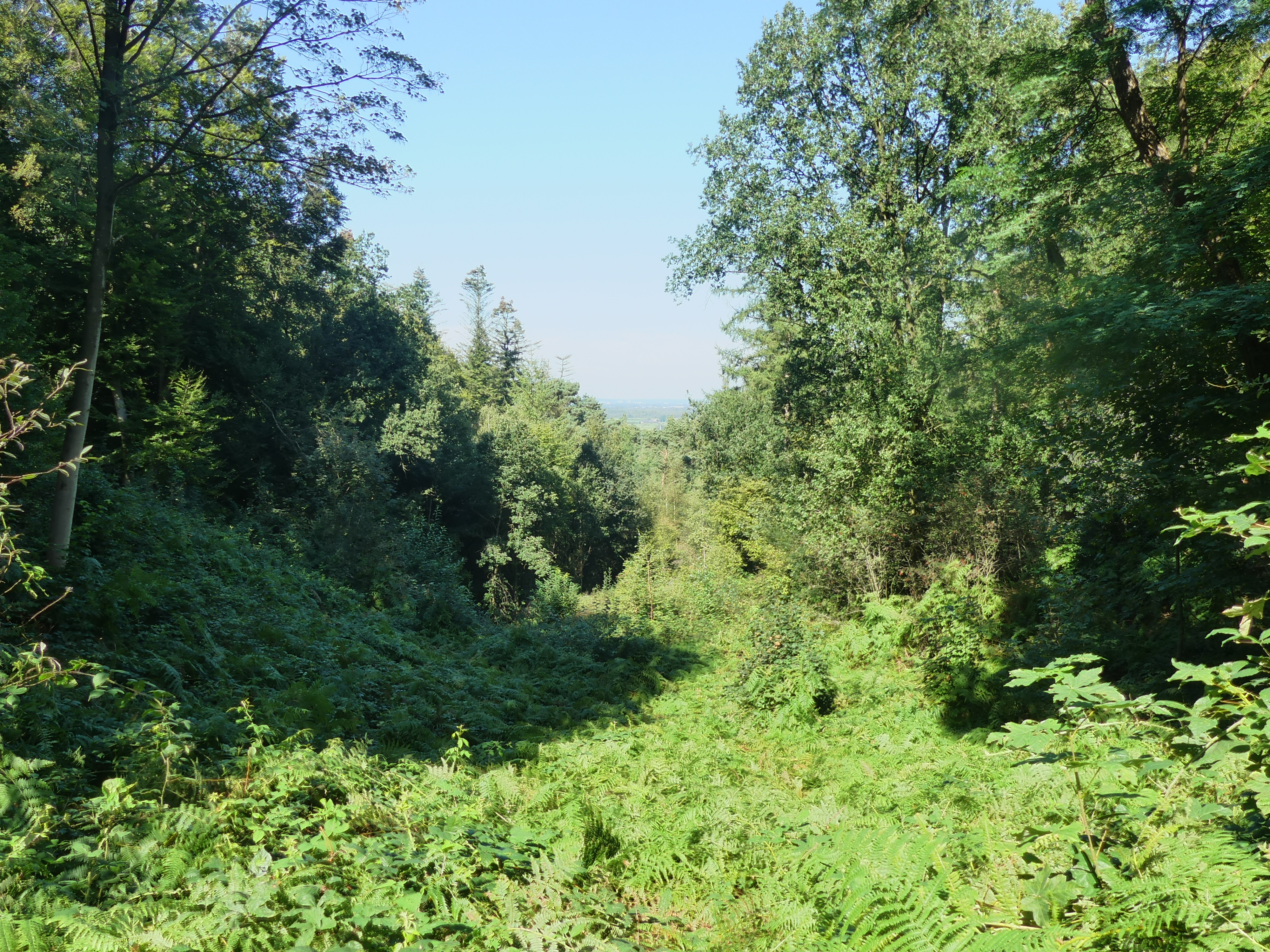 Uitzicht tussen bomen op een blauwe hemel