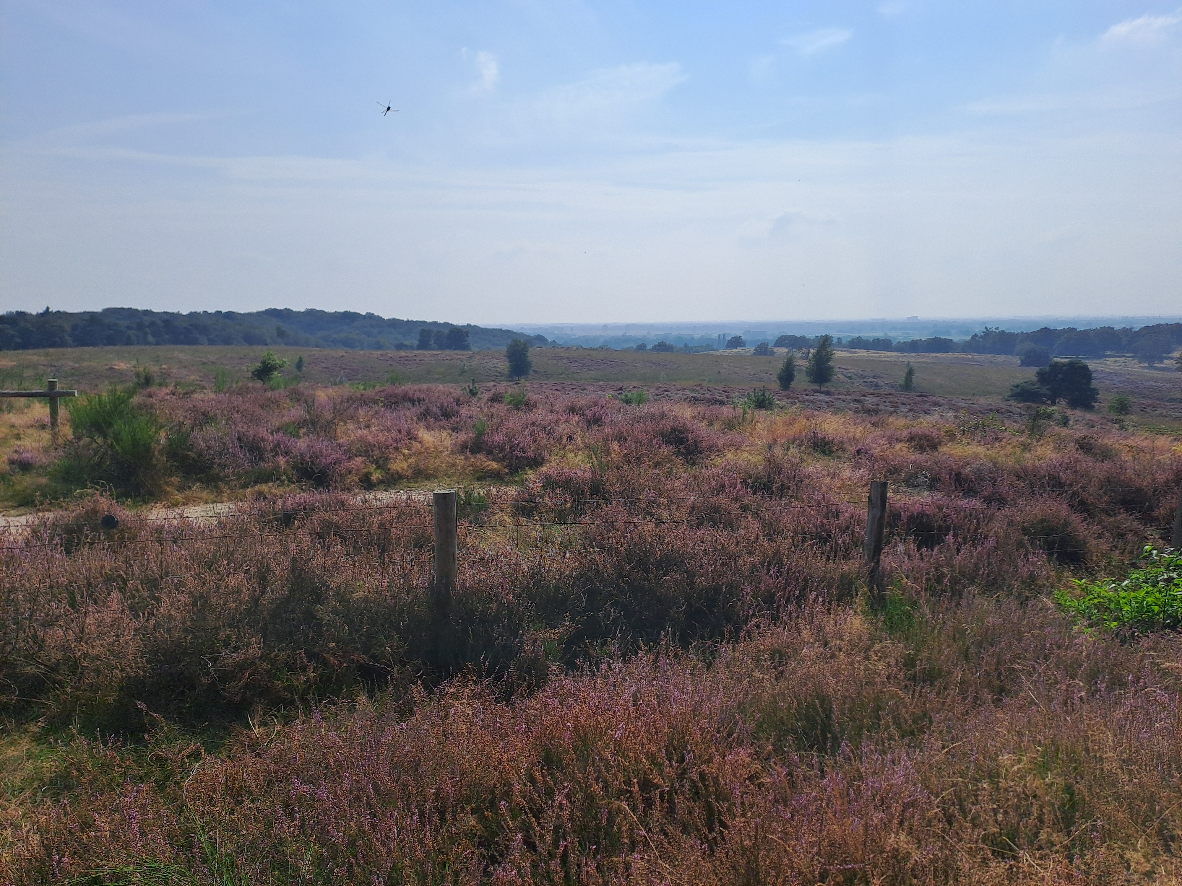 Glooiende heidelandschap met paarse heideplantjes