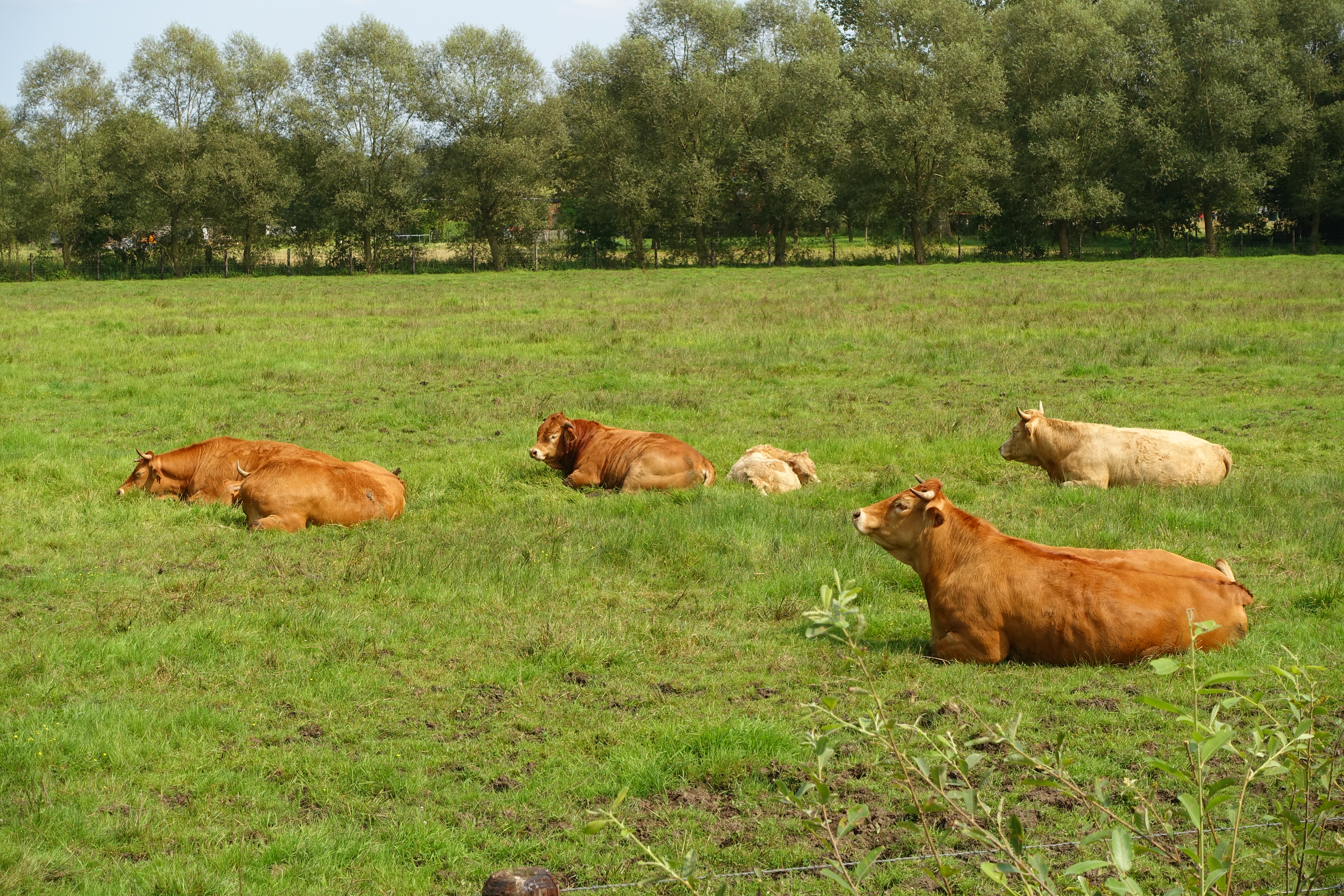 Bruine luie koeien in een weiland
