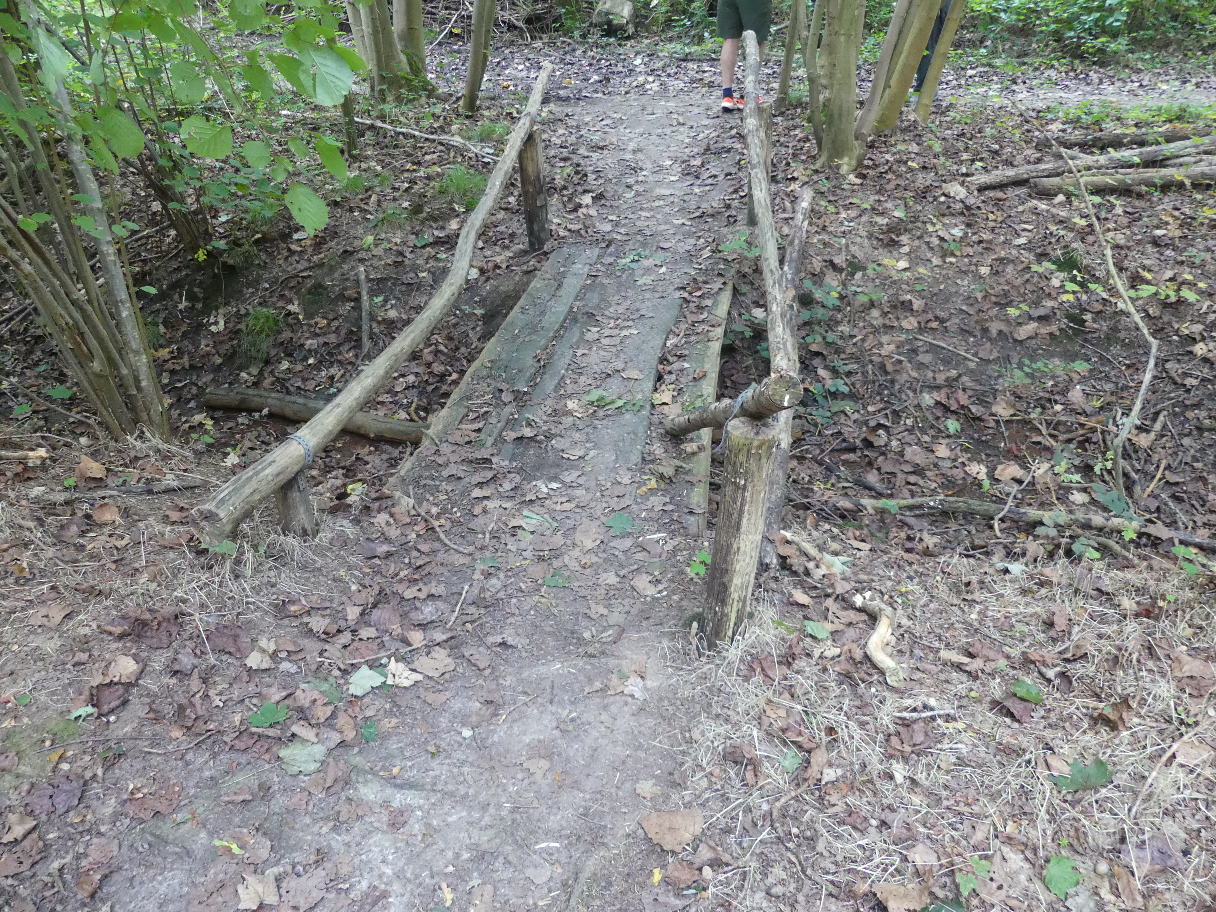 Krammikelige brug in een bos
