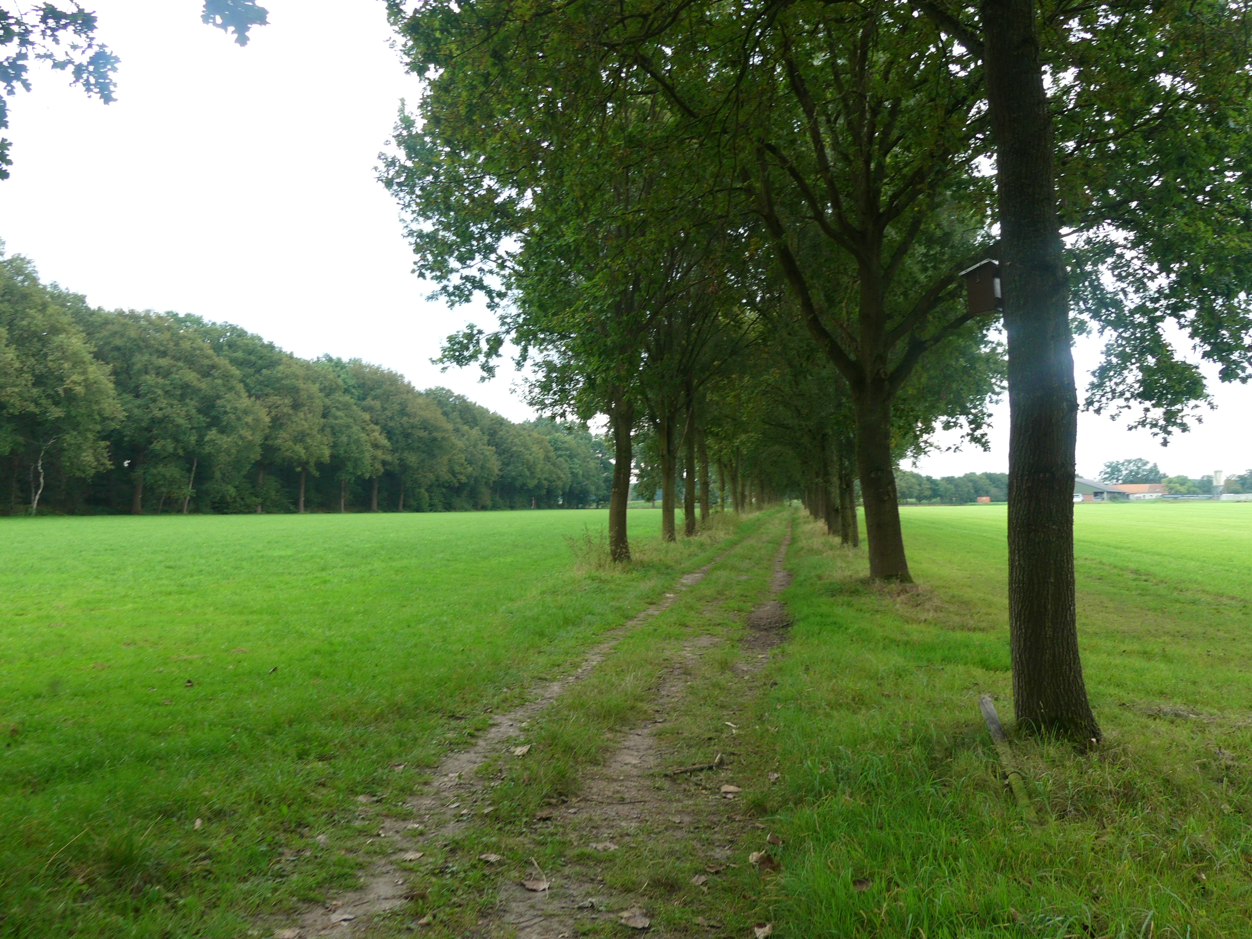 trage weg in het groen