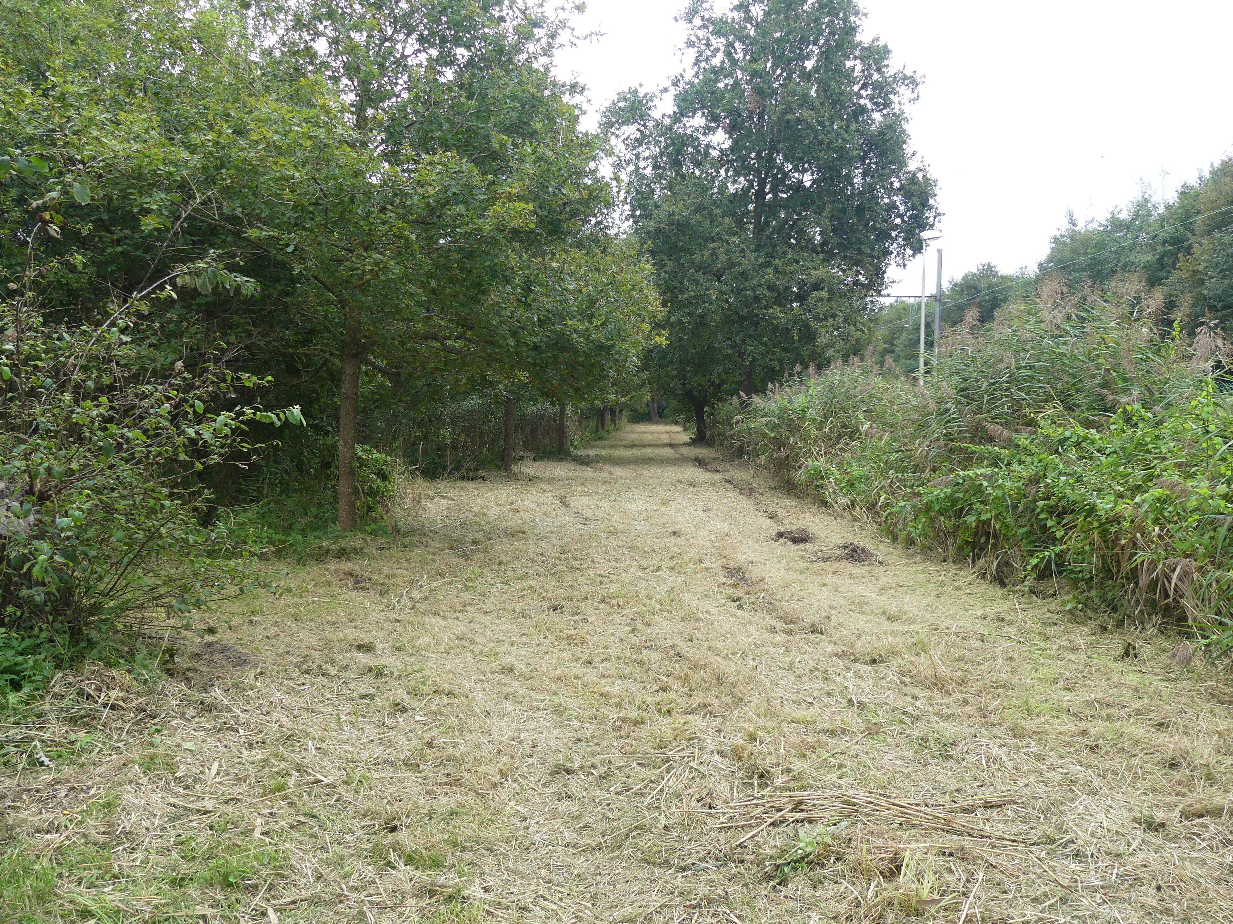 grasweg door bomen