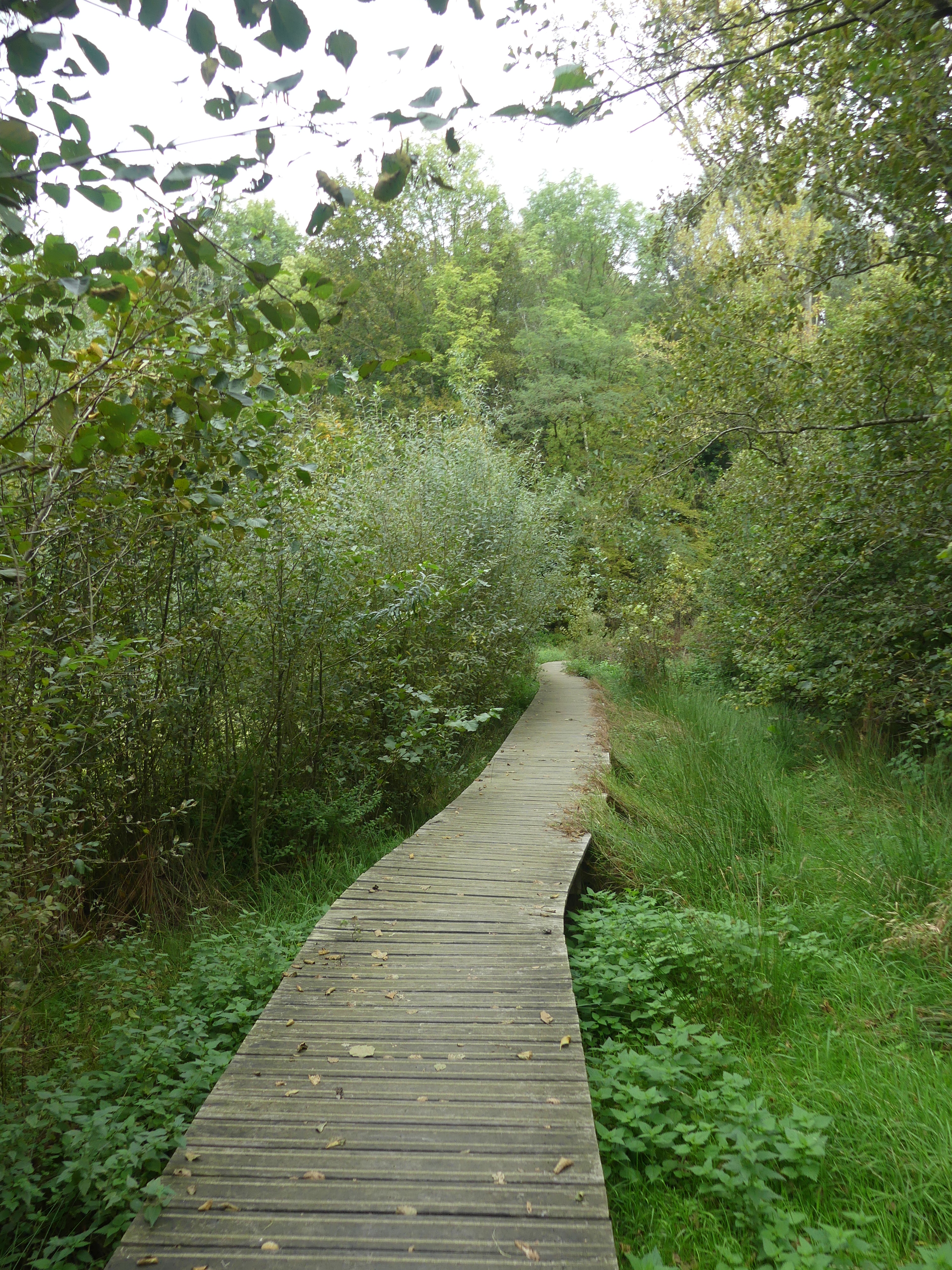 Vlonderpad door het groen