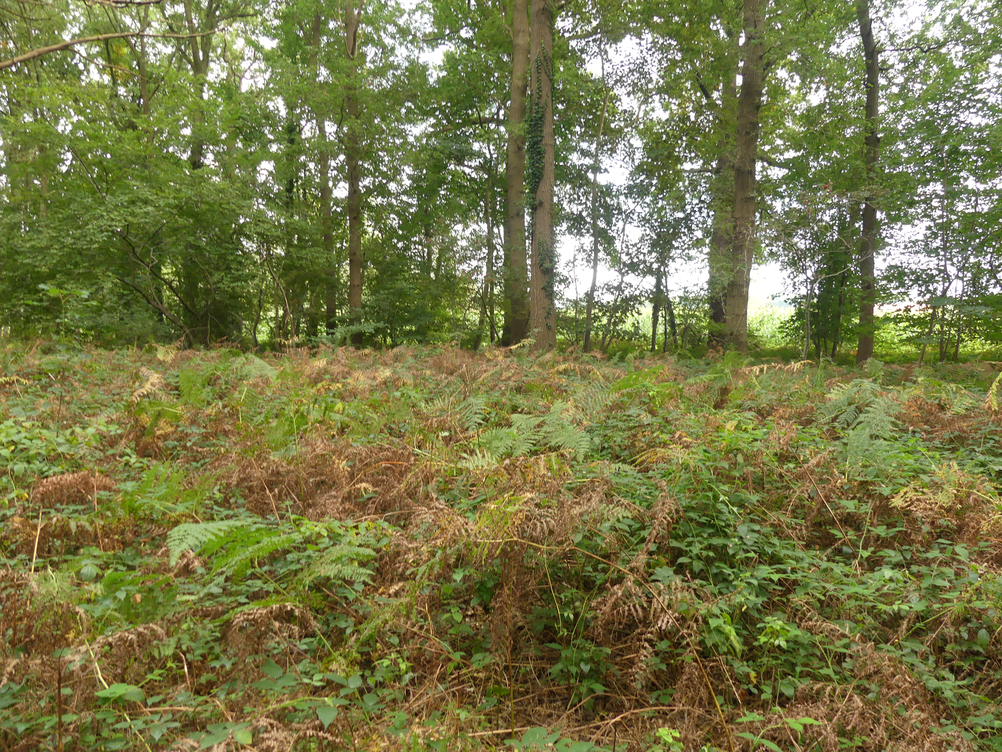 Varens in het bos