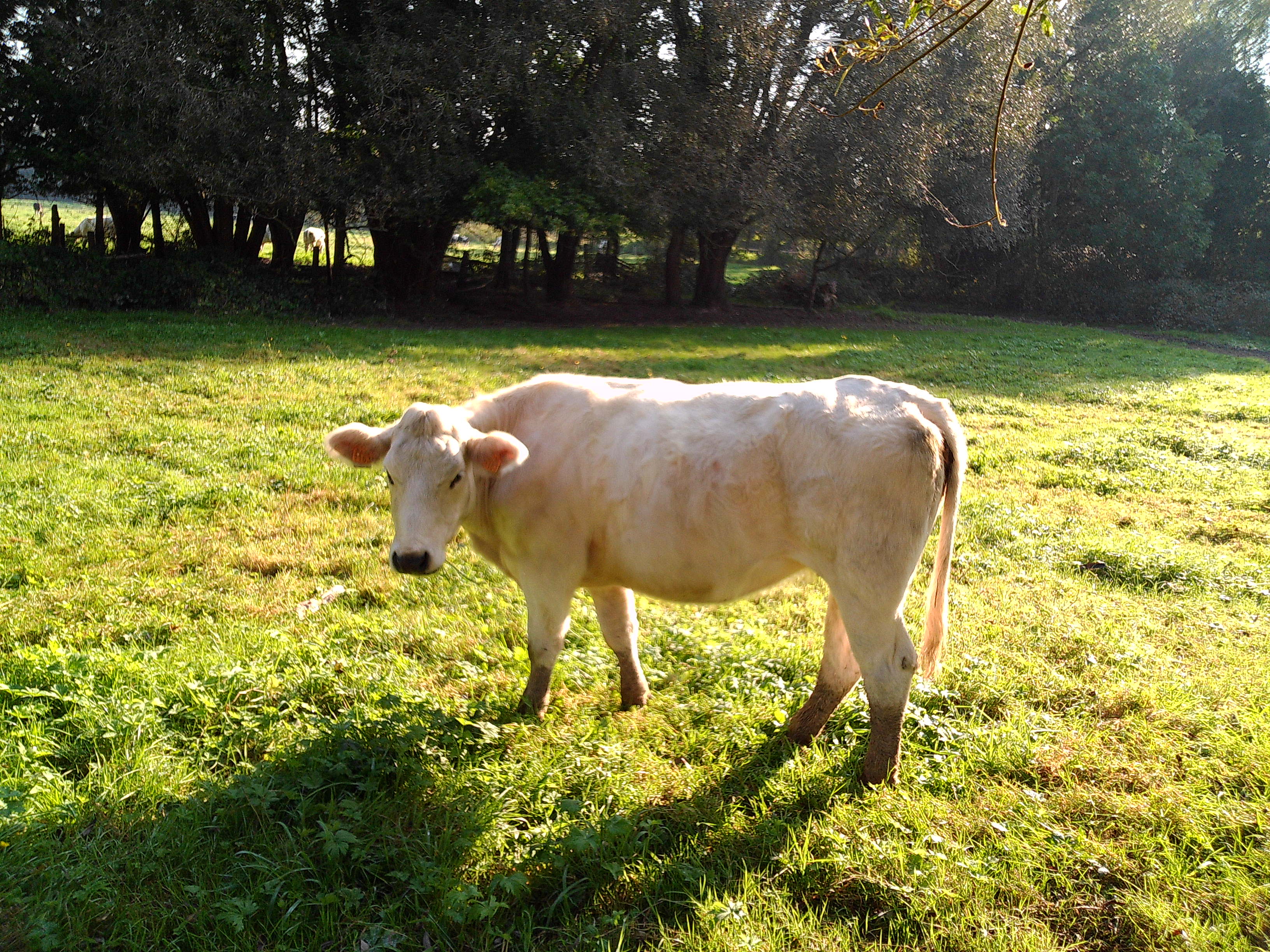 witte koe in wei