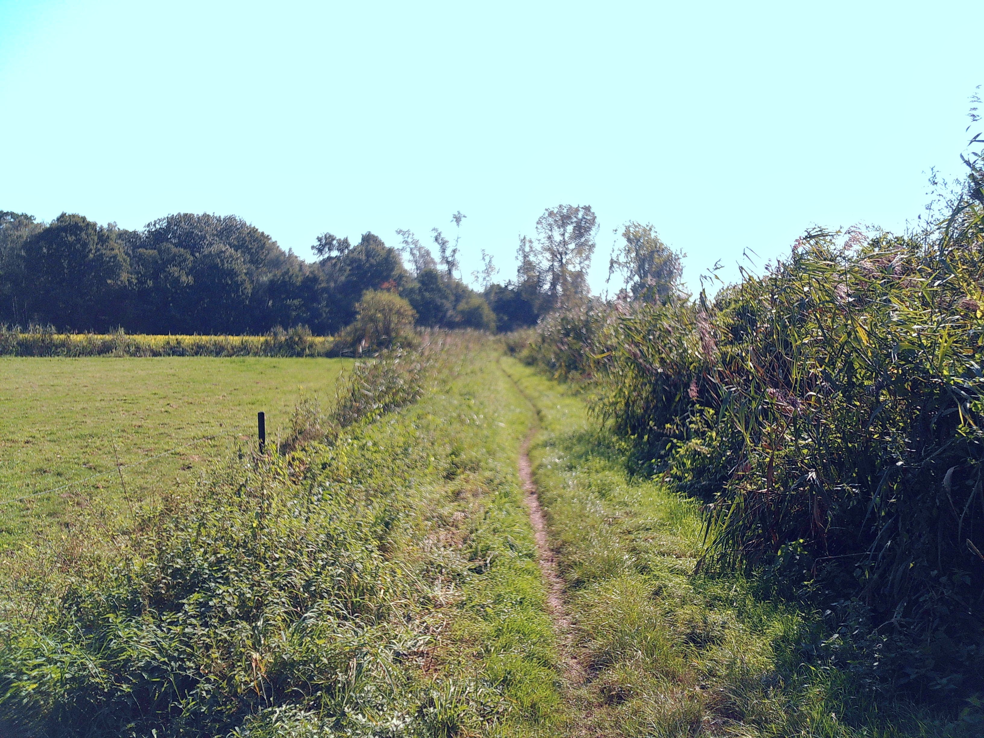 traag pad in het groen