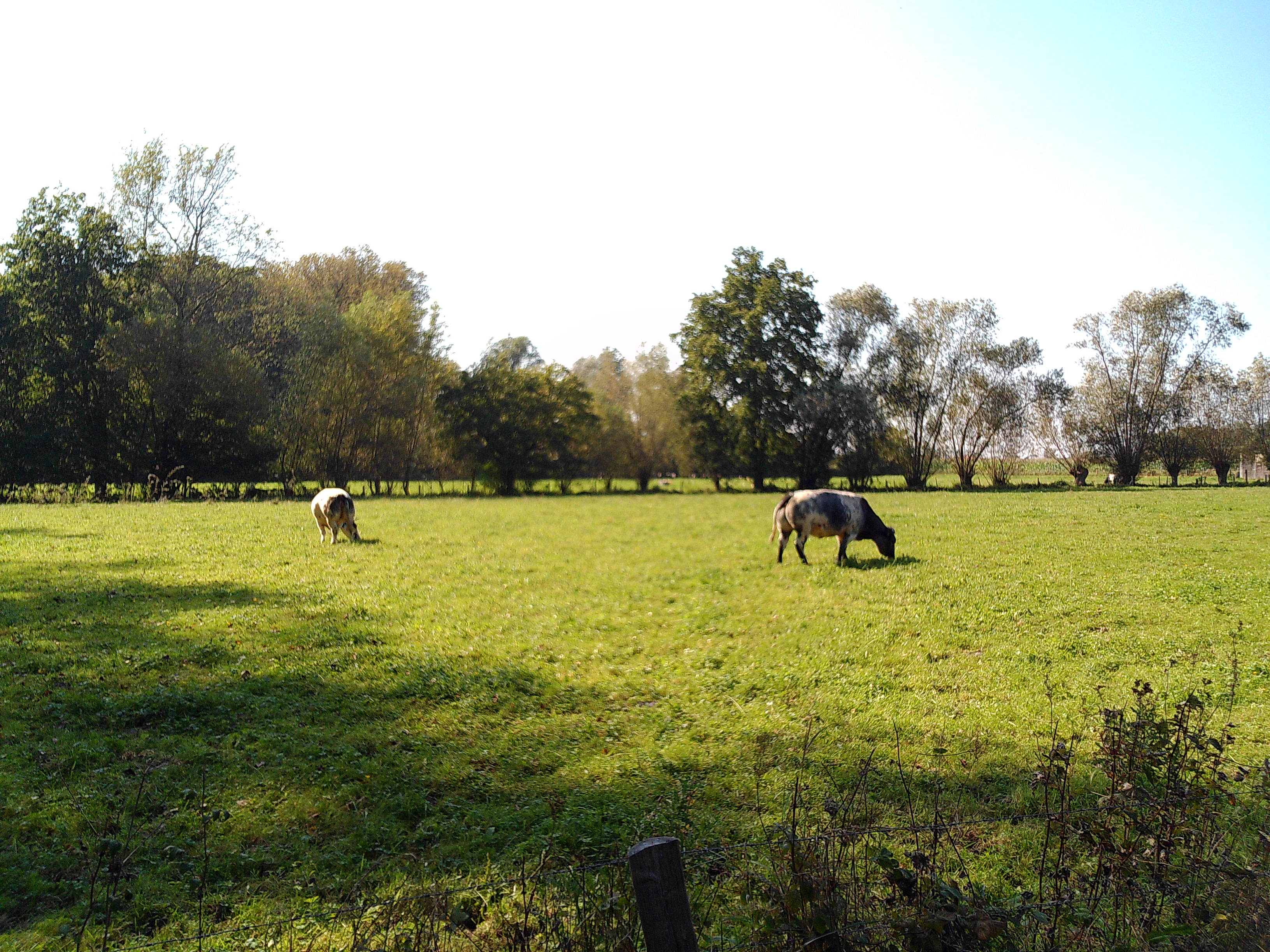 koeien in weiland